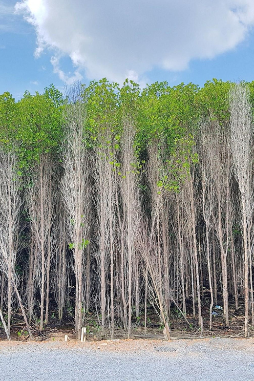 Ho Chi Minh: Can Gio Mangrove Biosphere Reserve 1 Day Tour - Booking Information