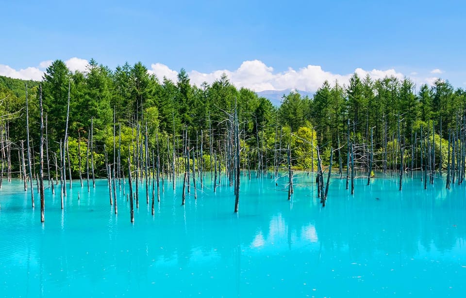 Hokkaido:Biei Blue Pond,Flower Fields, Ningle Terrace Trip - Frequently Asked Questions