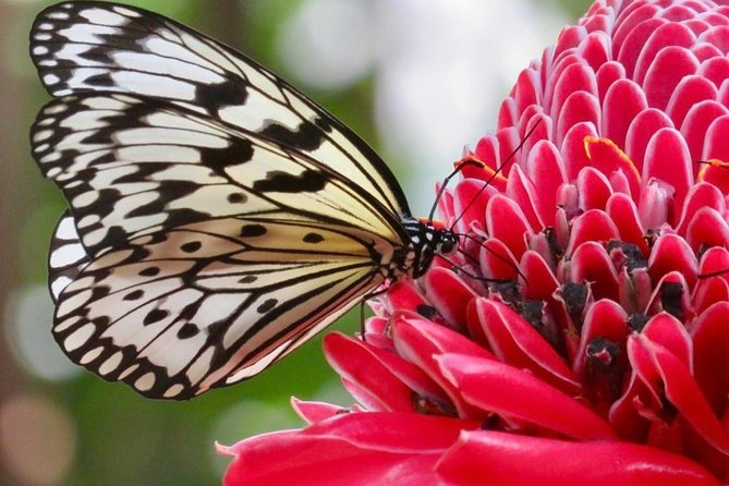 Houston Museum of Natural Science and Cockrell Butterfly Center - Tips for an Enjoyable Visit