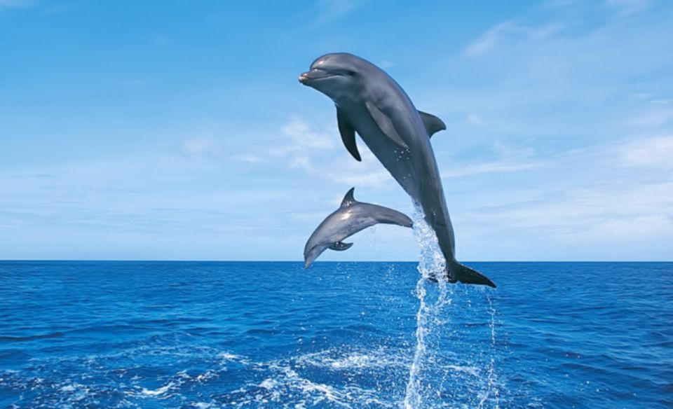 Hurghada: Dolphin Watching Private Yacht & Island Tour - Best Time to Visit