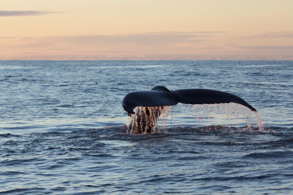 Húsavík: Big Whales and Puffin Island Speedboat Tour - Tips for a Great Experience