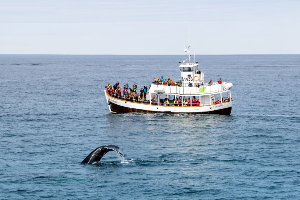 Húsavík: Whale Watching on a Carbon Neutral Oak Boat - Tips for a Great Experience