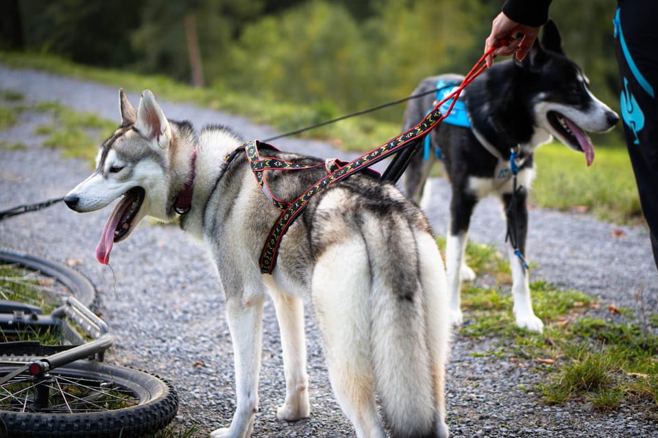 Husky Experience Hiking Althütte - Weather Considerations