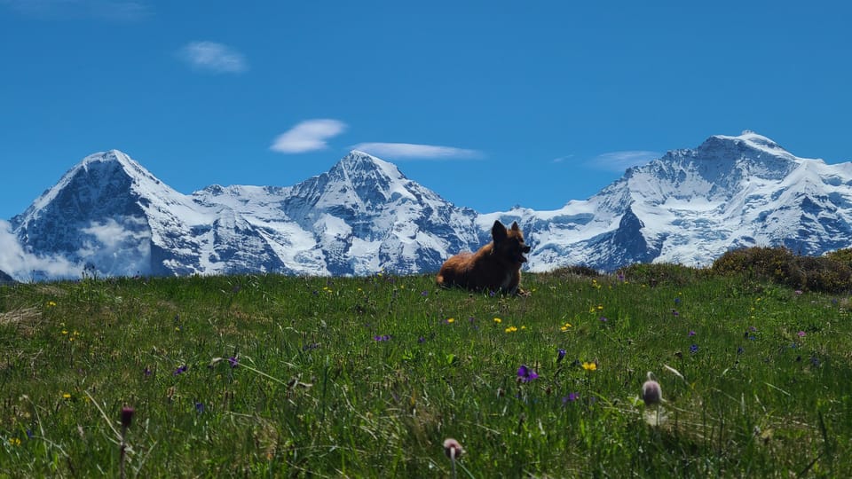 Interlaken: 2 Days Hiking Trip & Mountain Hut - Safety and Support Measures