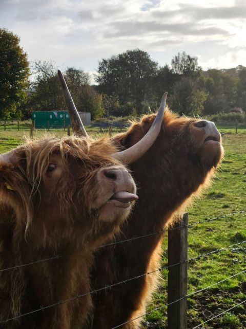 Invergordon Shore Excursion, Culloden Battlefield, Loch Ness - Customer Feedback and Ratings