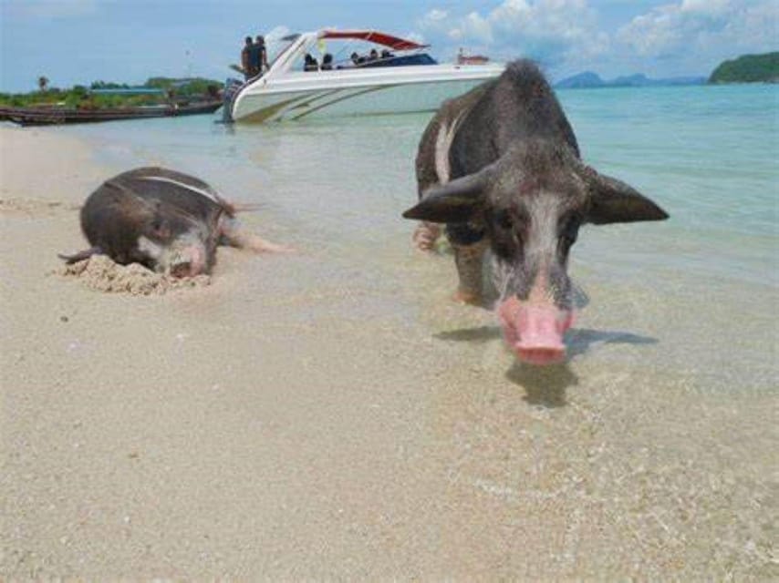 Island Escape: Excursion to Pig Island From Samui - Frequently Asked Questions