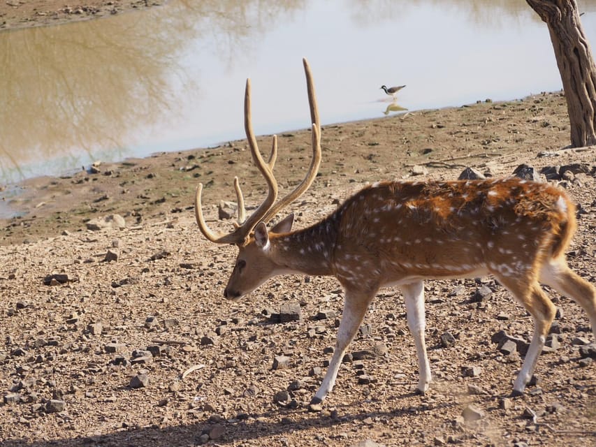 Jaipur: Leopards Safari Tour at Jhalana L Spot Wild Animals - Frequently Asked Questions