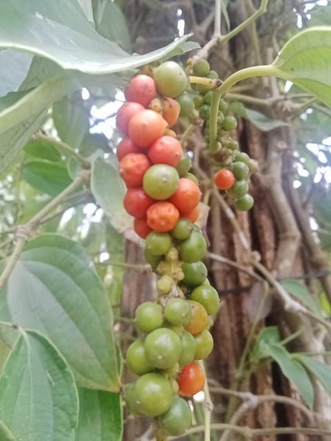 Kampot Travel. Pepper Farm.Secret Lake.Cave & Salt Field - Contact Information