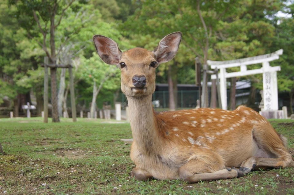 Kansai 10-Hour Chartered Day Trip｜Nara City - Contact Information and Support