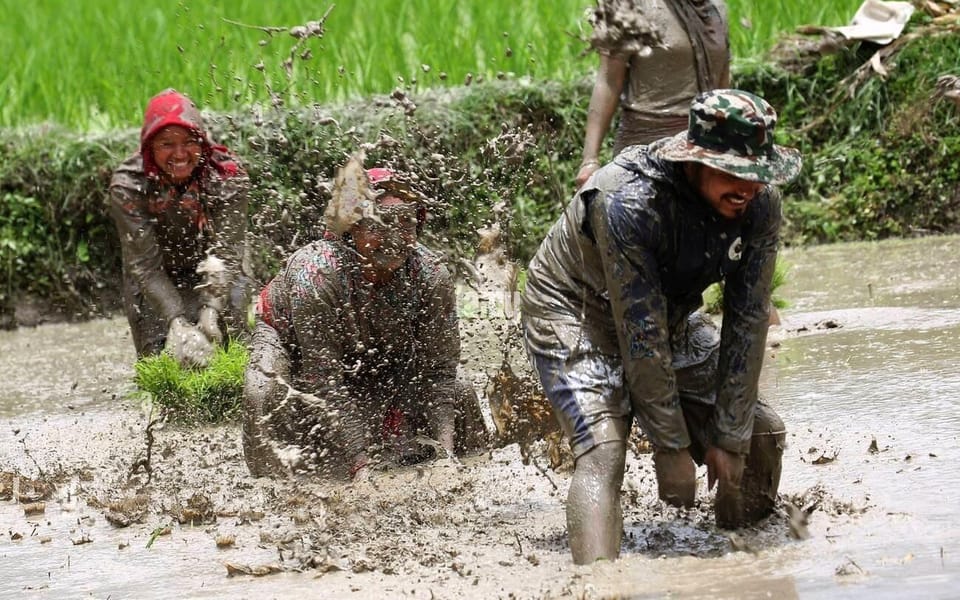 Kathmandu: the Mud and the Miracle,Paddy Plantation Festival - Cultural Significance of Rice Cultivation