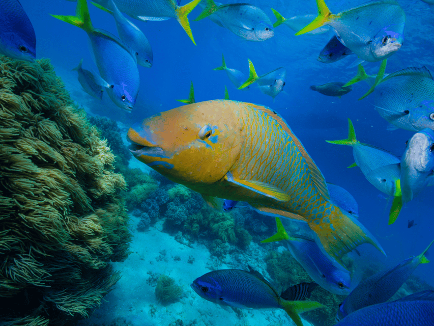 Koh Pha Ngan: Koh Tao and Nangyuan Snorkel Tour With Lunch - Frequently Asked Questions