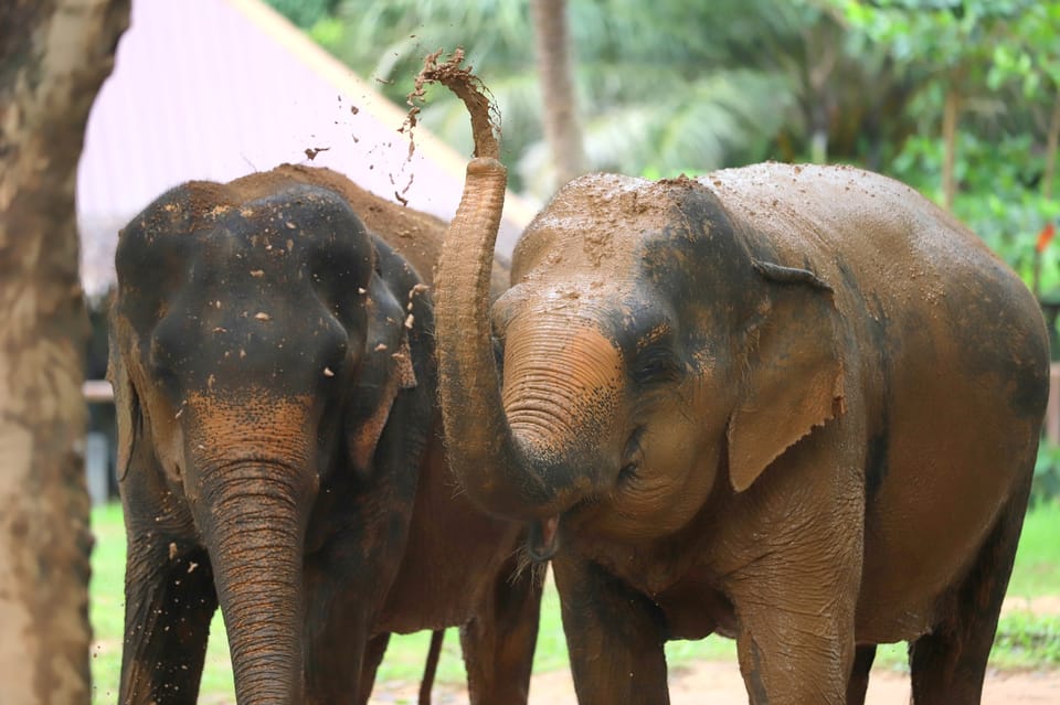 Koh Samui: Ethical Elephant Observation Half-Day Tour - Frequently Asked Questions