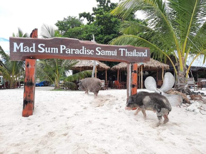 Koh Samui: Koh Madsum and Koh Tan by Private Longtail Boat. - Frequently Asked Questions