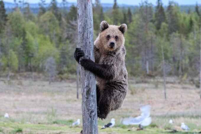 Kuusamo: Bear Watching Evening - Booking and Cancellation Policy