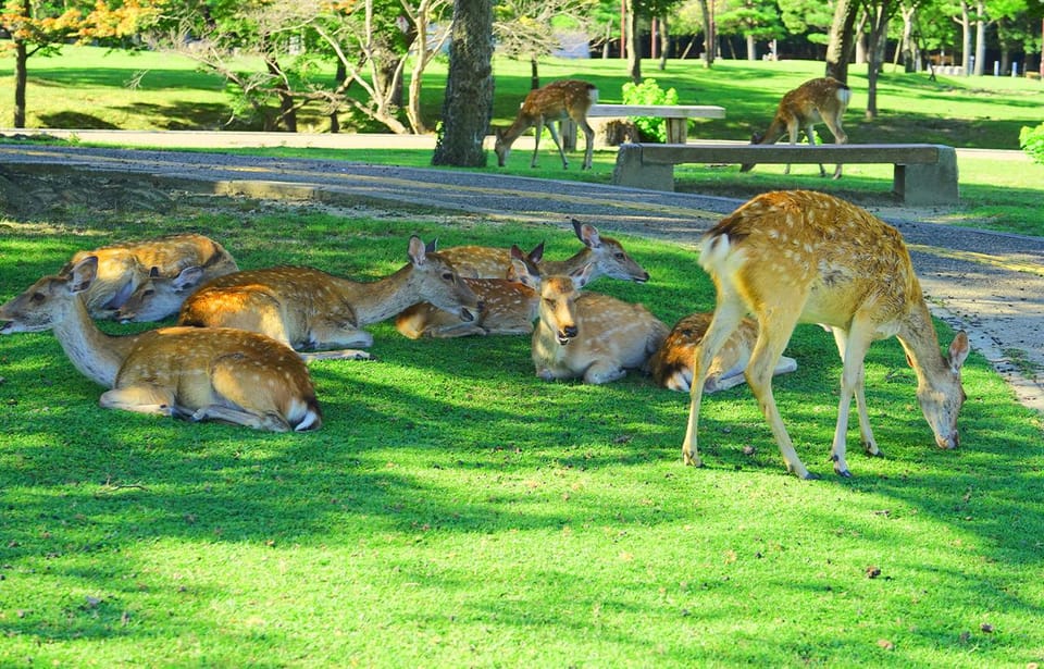 Kyoto and Nara UNESCO Highlights Full-day Tour From Osaka - Frequently Asked Questions