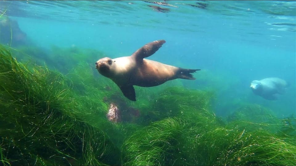 La Jolla: Cove and Caves Snorkeling Tour With Sea Lions - Booking Information