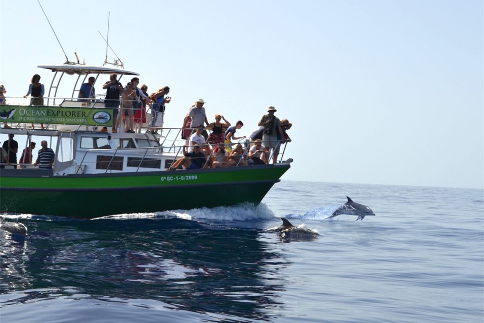 La Palma: 3-Hour Dolphin and Whale Watching Experience - Meeting Point and Transportation