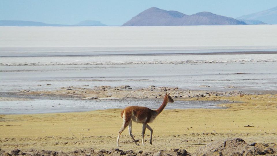 La Paz: 1-Day Uyuni Salt Flats Tour by Flight With Hotel - Booking Details