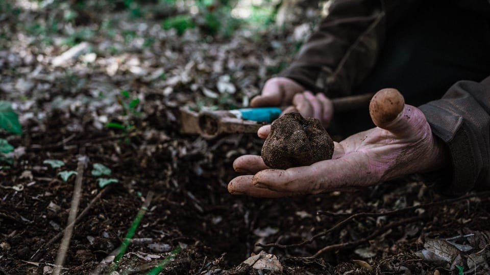 Laconi: Truffle Hunting Experience With Aperitif - Surrounding Landscapes