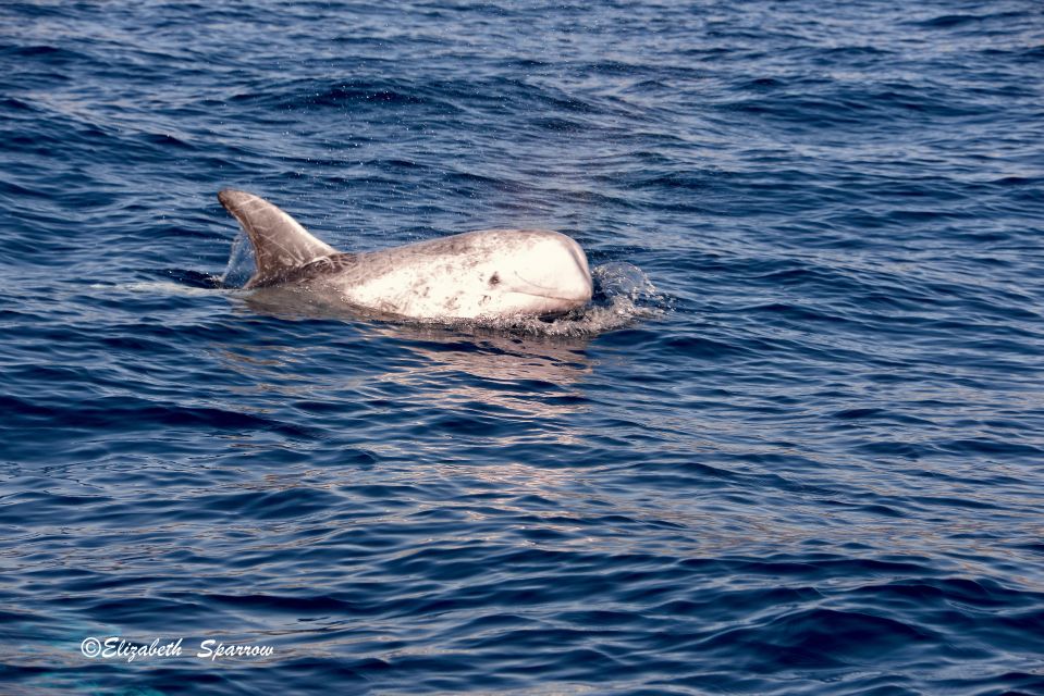 Lanzarote: Sea Safari Experience - Frequently Asked Questions