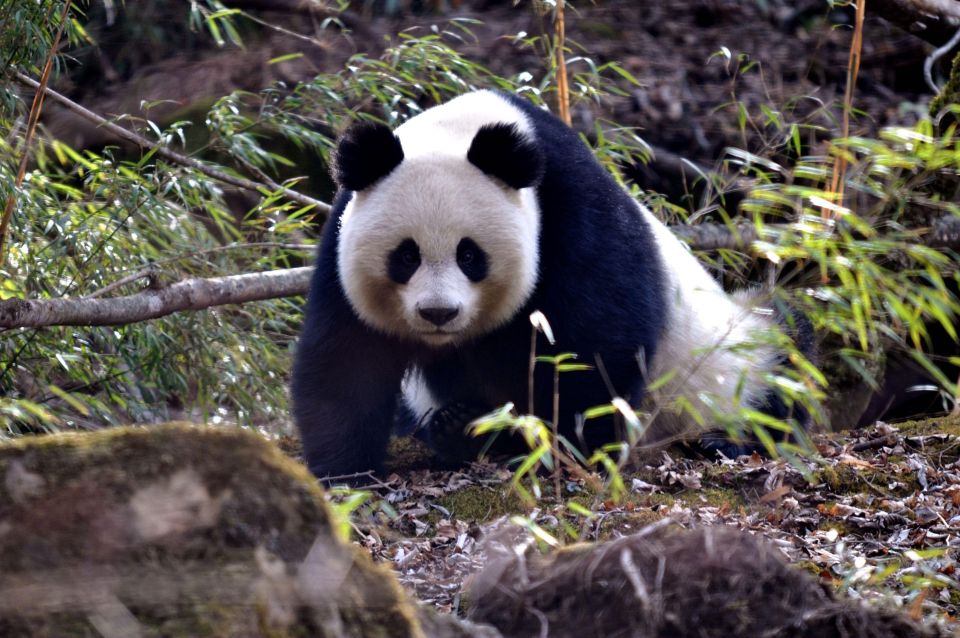 Leshan Grand Buddha Scenic Area and Panda Park Day Tour - Visiting Lingyun Temple