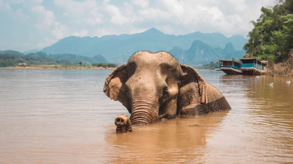 Luang Prabang: Cruise to Pak Ou Caves & Kuang Si Waterfalls - Booking Your Tour