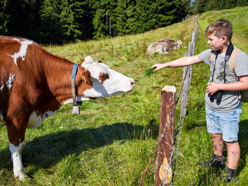 Lucerne: Guided Hike on the Pilatus With Barbecue Experience - Customer Reviews