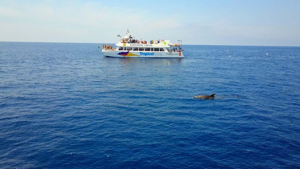 Mallorca: 3-Hour Afternoon Dolphin Watching Boat Tour - Ratings and Reviews