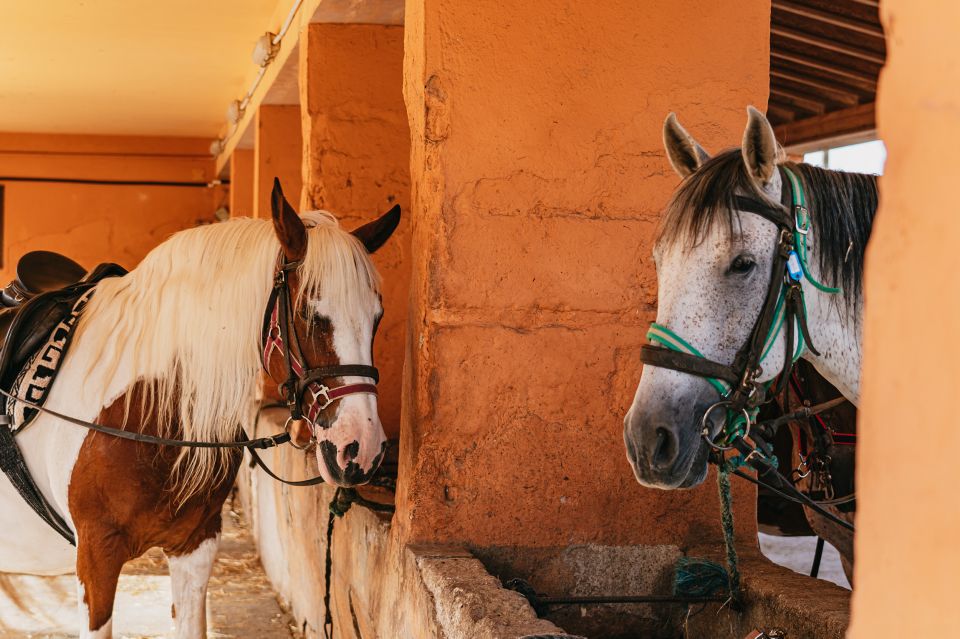 Mallorca: Horseback Riding Experience With Food Options - Review Highlights