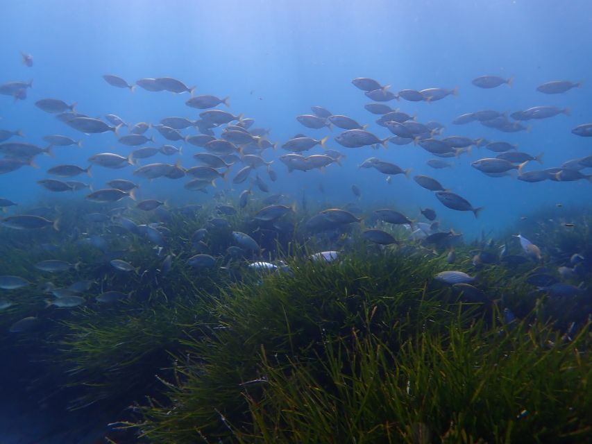 Mallorca: Snorkeling in a Beautiful Nature Reserve - Frequently Asked Questions