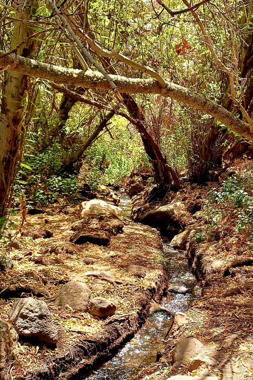 Maspalomas: Barranco De Los Cernicalos Rainforest Hike - Frequently Asked Questions