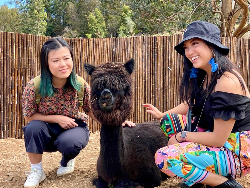 Maui: Alpaca Farm Visit With Hands-On Activities - Frequently Asked Questions