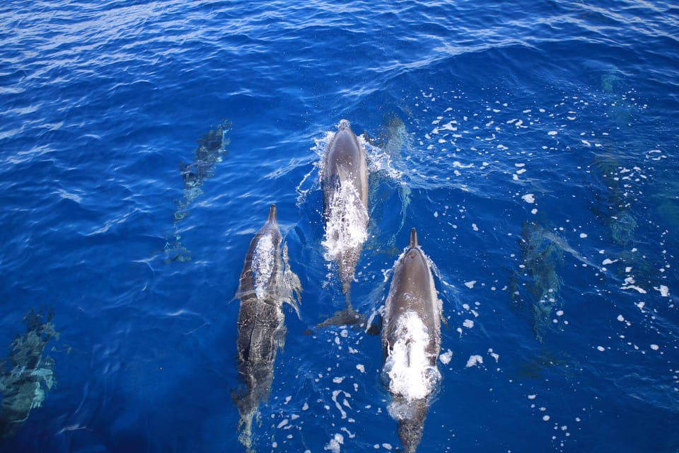 Maui: Molokini Crater Luxury Catamaran Sail - Frequently Asked Questions