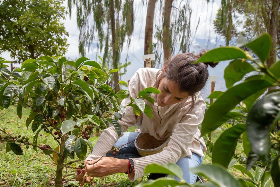 Medellin: Horseback Riding Coffee Farm Tour With Coffee Spa - Tips for Travelers