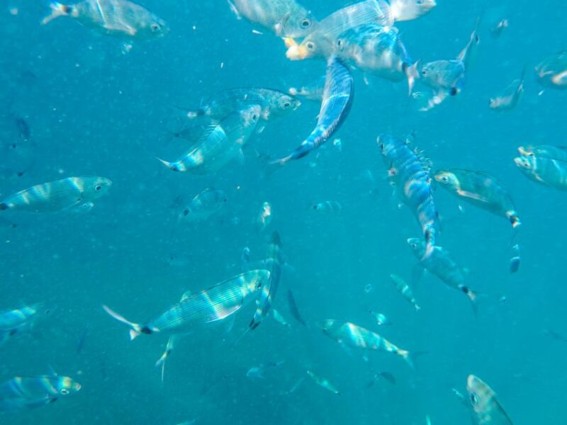 Medulin: Private Boat Tour With Captain - Recommendations for Participants