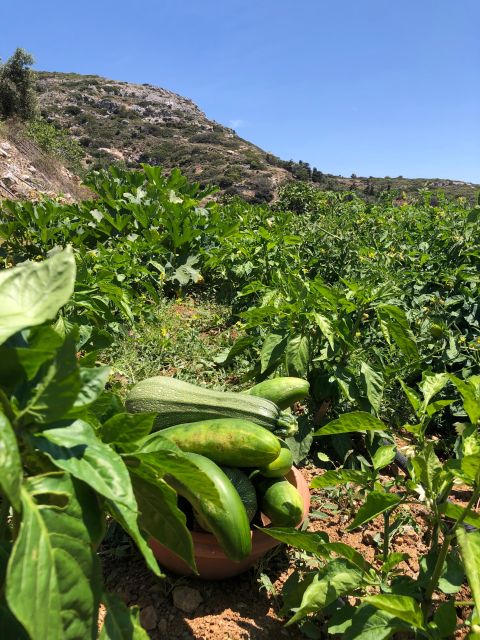 Melanes: Naxos Perivoli Farm & Cooking Class With Wood Fire - Discover Naxian Vineyards and Orchards