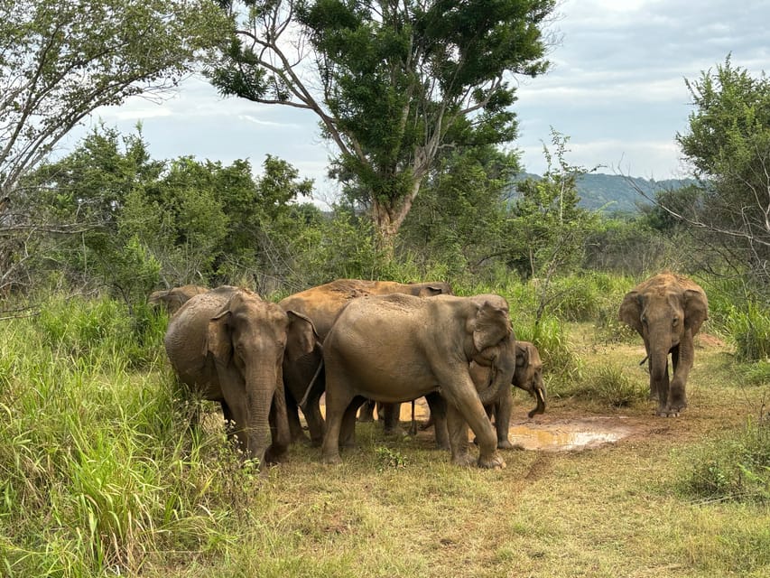 Minneriya Park Jeep Safari With Tickets Include Pickup Drop - Customer Reviews