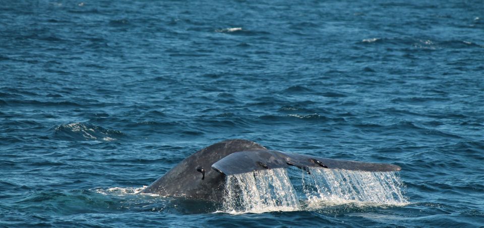 Mirissa: Morning Whale Watching Tour - Cancellation Policy