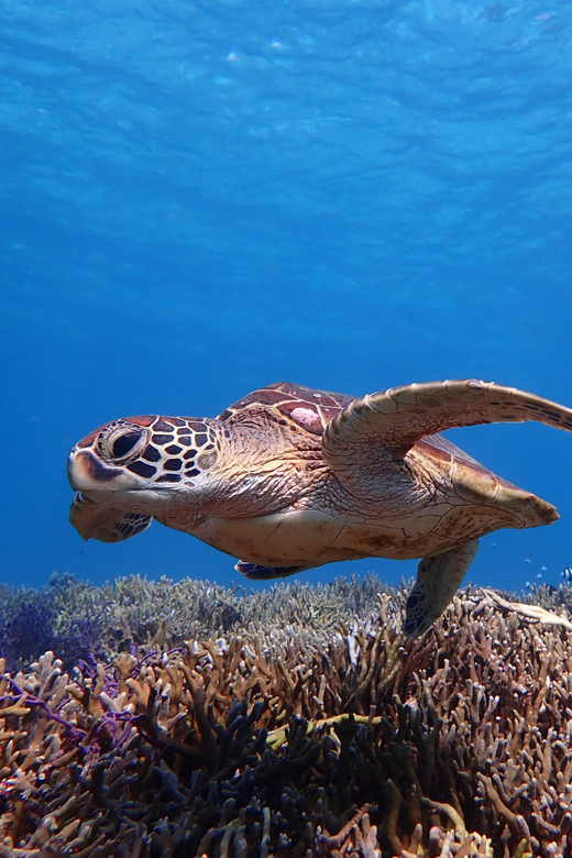 Miyako Island: Sea Turtle Snorkeling Tour - Frequently Asked Questions