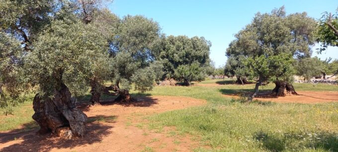 Monopoli Countryside Bike Tour - Tips for Your Tour