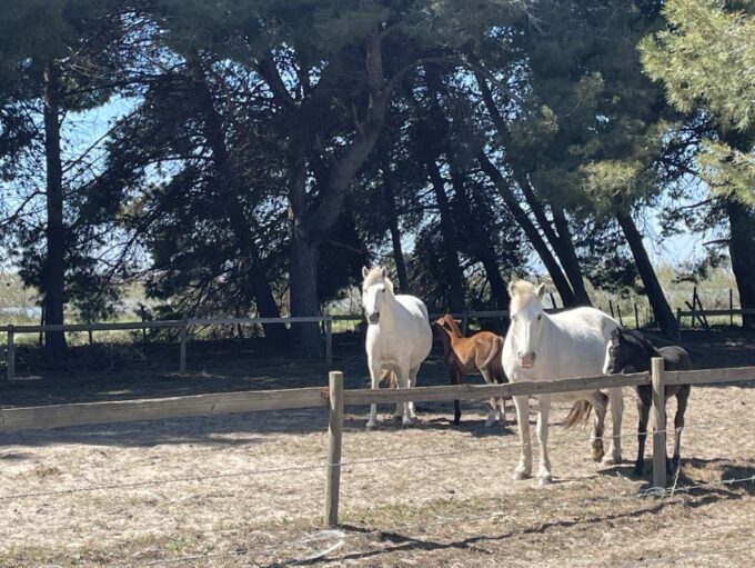 Montpellier: a Full Day to Discover the Camargue - Tips for Your Visit