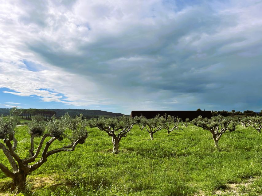 Montpellier: Visit Lavender Fields and an Olive Oil Mill - Frequently Asked Questions