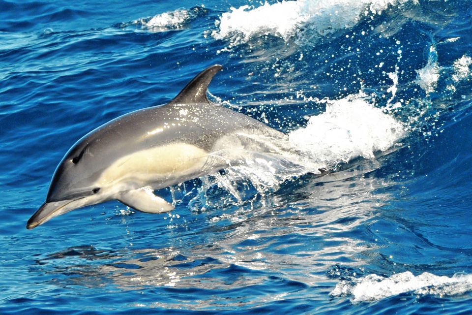 Morro Jable: Dolphin & Whale Watching Cruise, Drinks & Swim - Booking and Cancellation