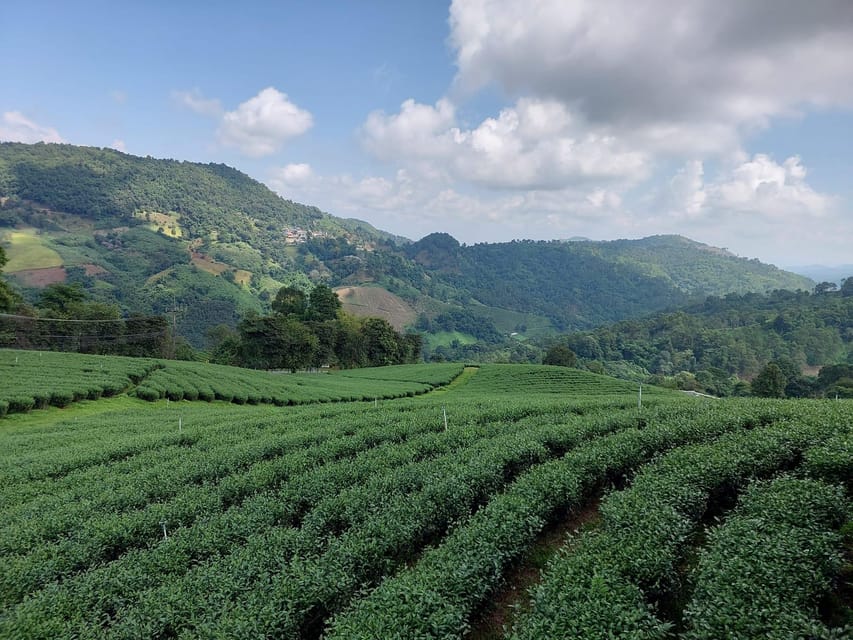 Mountains Discovery:Doi Mae Salong & Doi Tung (Private Tour) - Tea Tasting Adventure