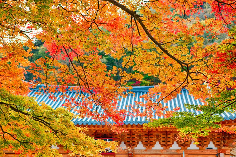 Naejangsan: Highlight of a Korean Autumn Day Trip From Busan - Cancellation and Booking Policy