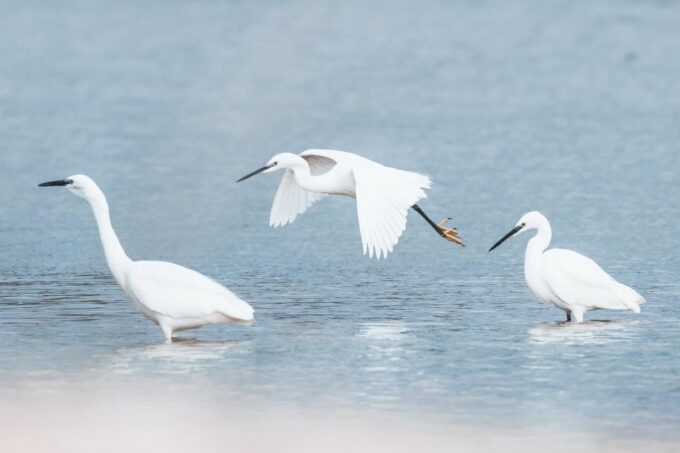 Natural Park of Albufera Des Grau: Hiking & Bird Watching - Frequently Asked Questions