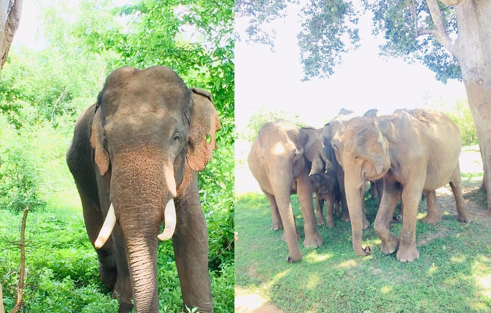 Negombo: Sigiriya Rock & Dambulla Cave Temple With Safari - Witness Wildlife at Minneriya National Park