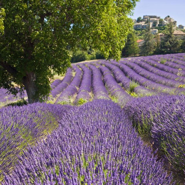 Nice: the Gorges Du Verdon and Ste Croix Lake Full-Day Tour - Booking Information