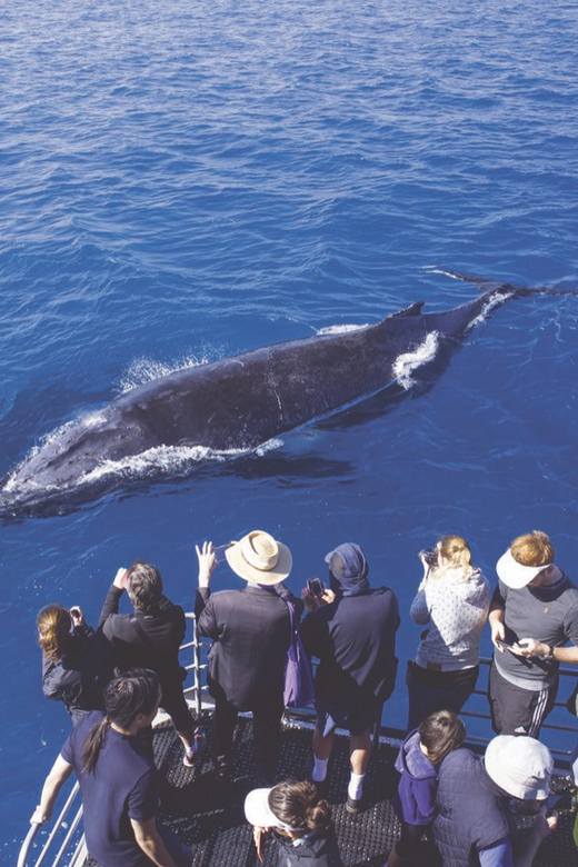 Oahu: Whale Watching Excursion From Ala Wai Harbor - Availability and Booking Information