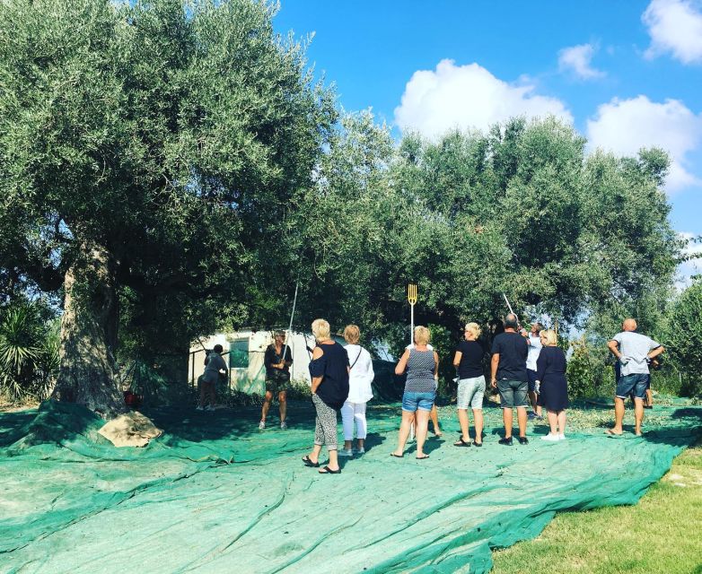 Olive Grove Tour & Olive Oil Tasting and Lunch in Messinia - Tips for a Great Experience